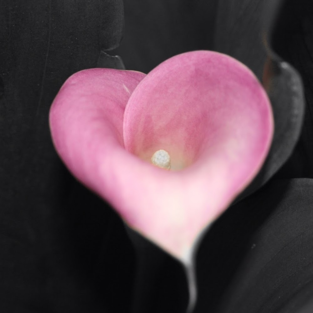 Meet your Posher, Ellie